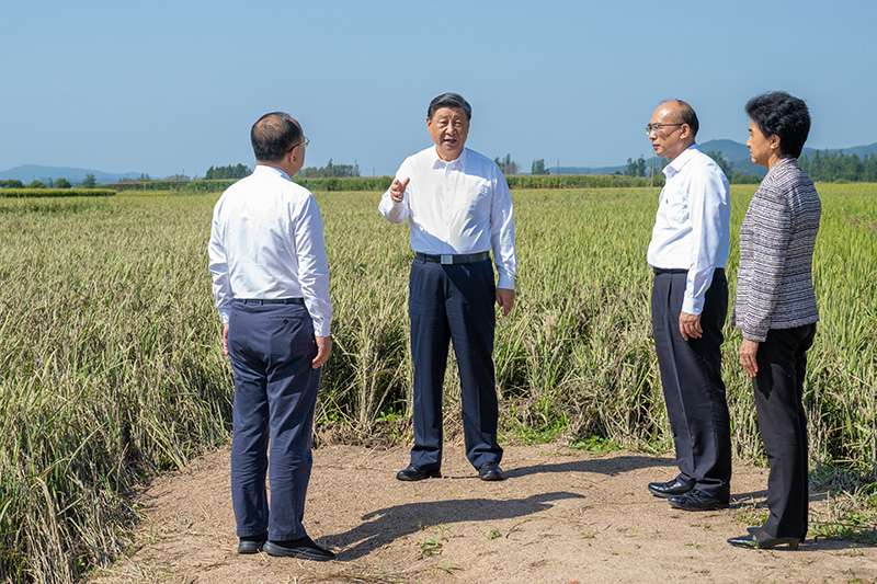 9月6日至8日，中共中央總書記、國(guó)家主席、中央軍委主席習(xí)近平在黑龍江考察。這是7日上午，習(xí)近平在遭受洪澇災(zāi)害的哈爾濱尚志市老街基鄉(xiāng)龍王廟村，察看水稻受災(zāi)情況。